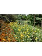 Kúpvirág / RUDBECKIA grandiflora 'Sundance'