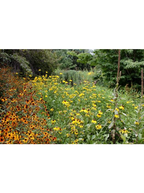 Kúpvirág / RUDBECKIA grandiflora 'Sundance'