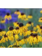 Kúpvirág / RUDBECKIA grandiflora 'Sundance'