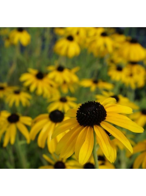 Kúpvirág / RUDBECKIA missouriensis 