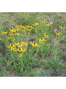 Kúpvirág / RUDBECKIA missouriensis 