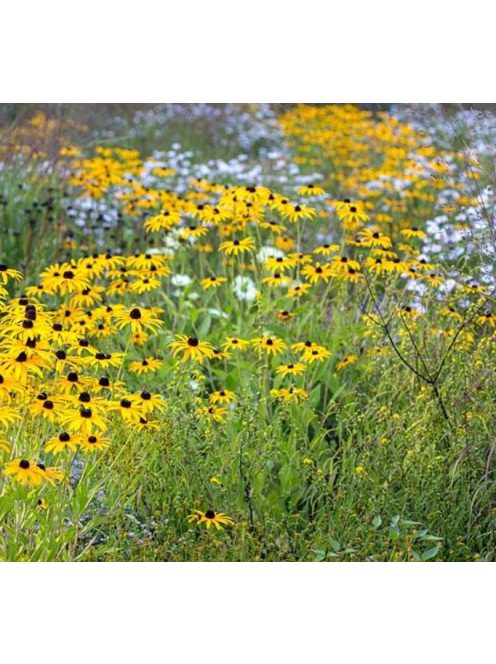 Kúpvirág / RUDBECKIA missouriensis 