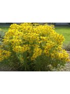 Kúpvirág / RUDBECKIA missouriensis 