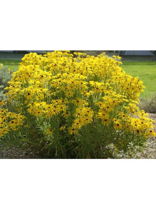 Kúpvirág / RUDBECKIA missouriensis 