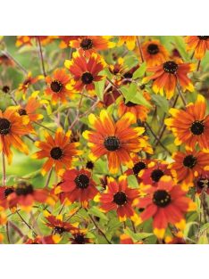   Kisfészkű kúpvirág / RUDBECKIA triloba 'Prairie Glow'