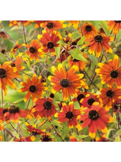 Kisfészkű kúpvirág / RUDBECKIA triloba 'Prairie Glow'