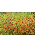 Kisfészkű kúpvirág / RUDBECKIA triloba 'Prairie Glow'