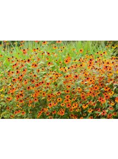   Kisfészkű kúpvirág / RUDBECKIA triloba 'Prairie Glow'