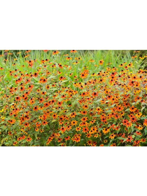 Kisfészkű kúpvirág / RUDBECKIA triloba 'Prairie Glow'