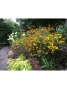 Kisfészkű kúpvirág / RUDBECKIA triloba 'Prairie Glow'