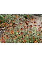 Kisfészkű kúpvirág / RUDBECKIA triloba 'Prairie Glow'