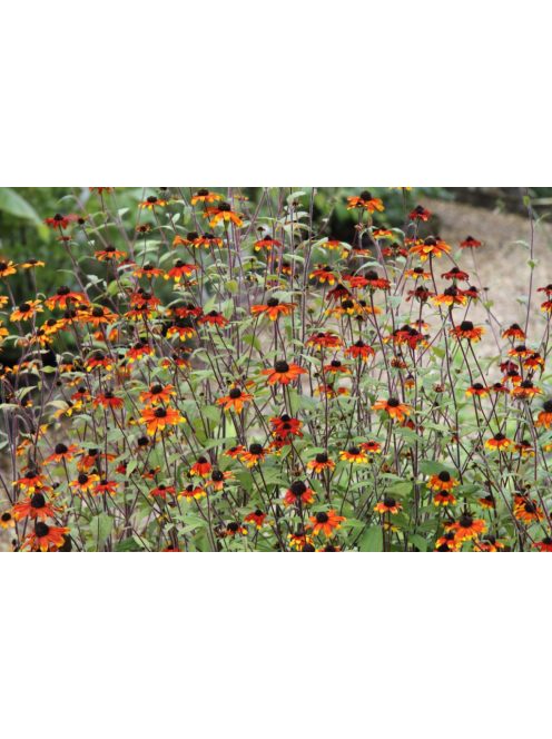 Kisfészkű kúpvirág / RUDBECKIA triloba 'Prairie Glow'