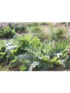 Magyar zsálya / SALVIA aethiopis 