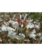 Magyar zsálya / SALVIA aethiopis 
