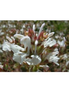 Magyar zsálya / SALVIA aethiopis 