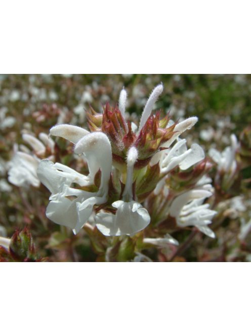 Magyar zsálya / SALVIA aethiopis 