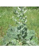 Magyar zsálya / SALVIA aethiopis 