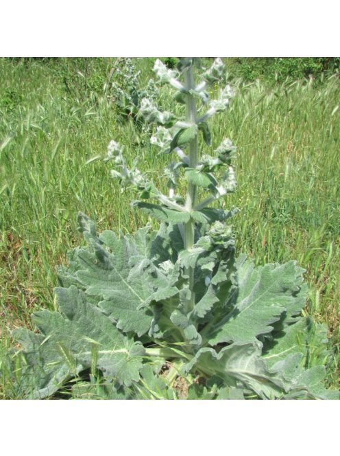 Magyar zsálya / SALVIA aethiopis 