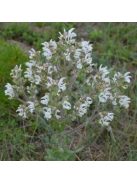 Magyar zsálya / SALVIA aethiopis 