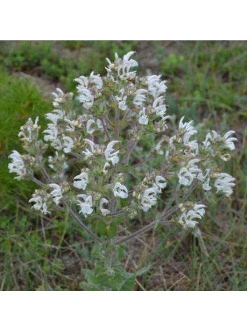 Magyar zsálya / SALVIA aethiopis 