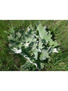 Magyar zsálya / SALVIA aethiopis 