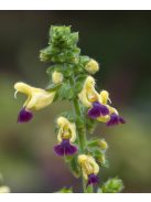 Zsálya / SALVIA bulleyana hort. 