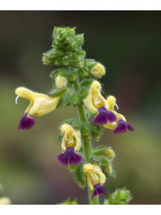 Zsálya / SALVIA bulleyana hort. 