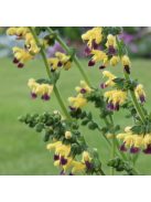 Zsálya / SALVIA bulleyana hort. 