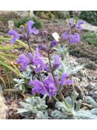 Zsálya / SALVIA cyanescens 