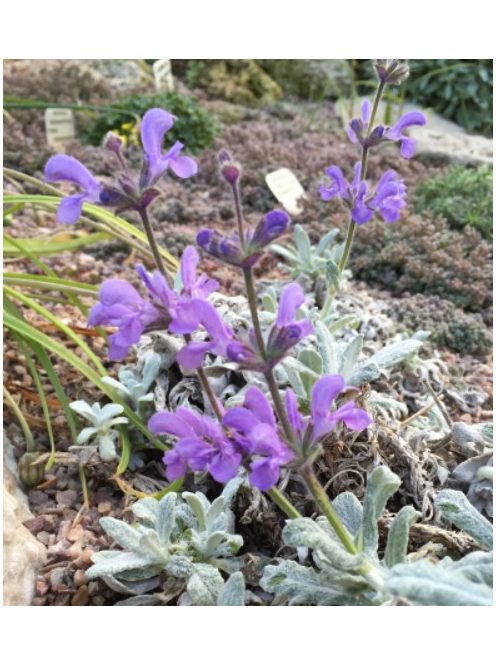 Zsálya / SALVIA cyanescens 