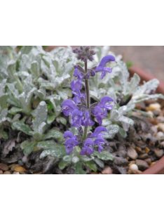 Zsálya / SALVIA cyanescens 