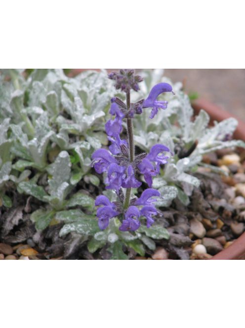 Zsálya / SALVIA cyanescens 
