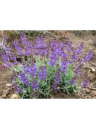 Zsálya / SALVIA canescens var. daghestanica 