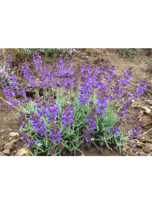Zsálya / SALVIA canescens var. daghestanica 
