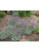 Zsálya / SALVIA canescens var. daghestanica 