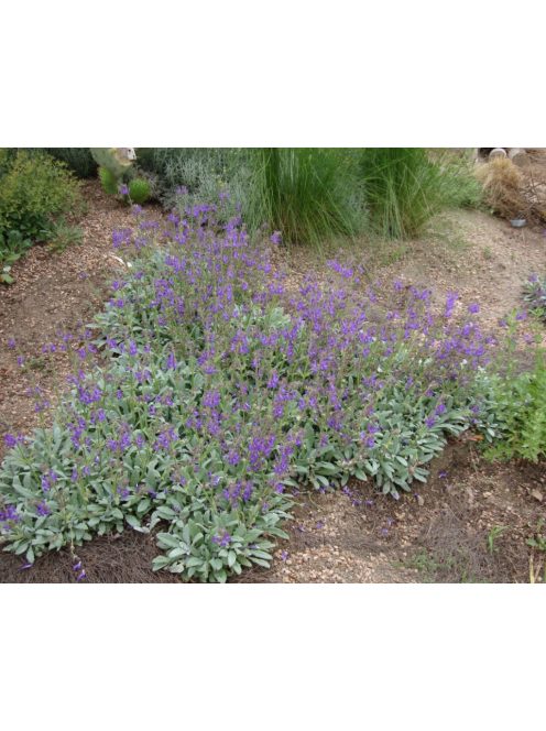 Zsálya / SALVIA canescens var. daghestanica 