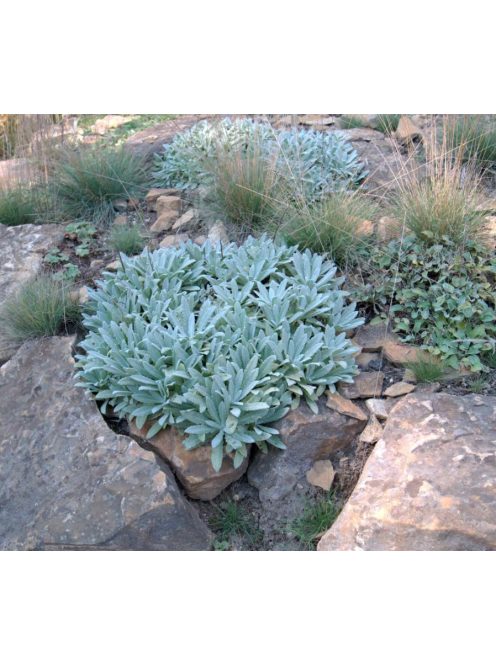 Zsálya / SALVIA canescens var. daghestanica 