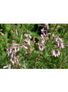 Zsálya / SALVIA jurisicii 'Juris Soft Pink'