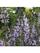 Zsálya / SALVIA moorcroftiana x indica 'Shangri-La'