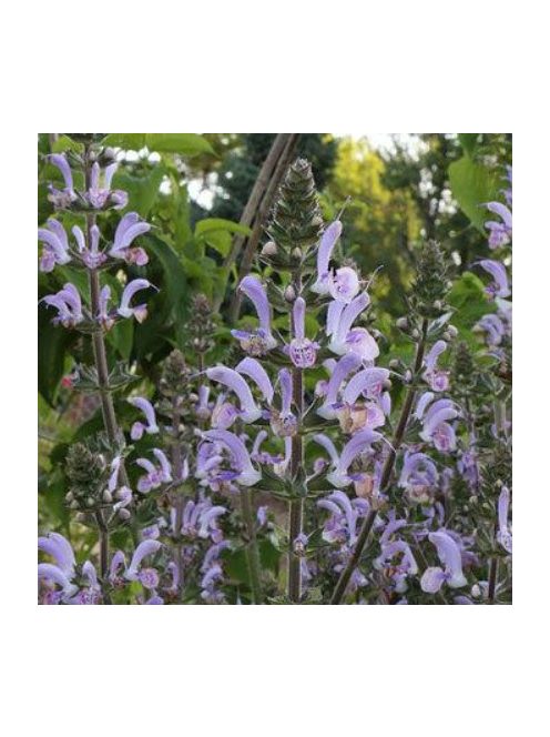 Zsálya / SALVIA moorcroftiana x indica 'Shangri-La'