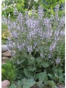 Zsálya / SALVIA moorcroftiana x indica 'Shangri-La'