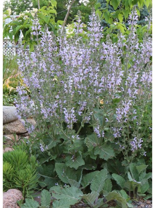 Zsálya / SALVIA moorcroftiana x indica 'Shangri-La'