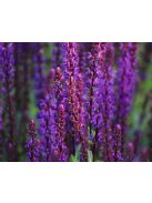 Ligeti zsálya / SALVIA nemorosa 'Violettkönigin'