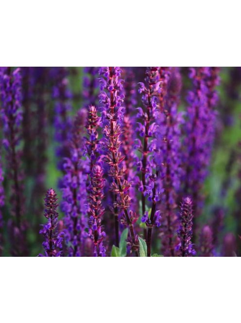 Ligeti zsálya / SALVIA nemorosa 'Violettkönigin'