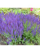 Ligeti zsálya / SALVIA nemorosa 'Violettkönigin'