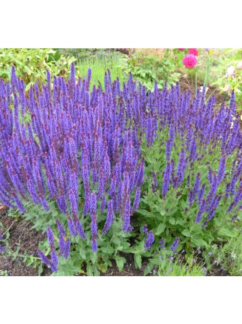 Ligeti zsálya / SALVIA nemorosa 'Violettkönigin'