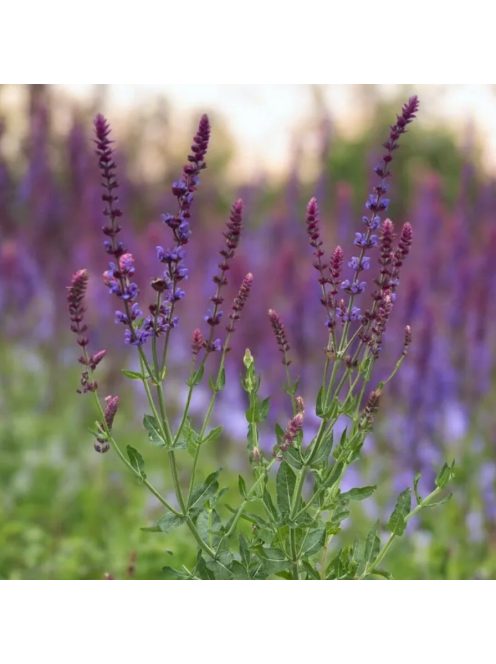 Ligeti zsálya / SALVIA nemorosa 'Violettkönigin'