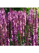 Ligeti zsálya / SALVIA nemorosa 'Merleau Blue'