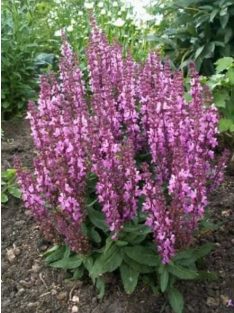 Ligeti zsálya / SALVIA nemorosa 'Merleau Rose'