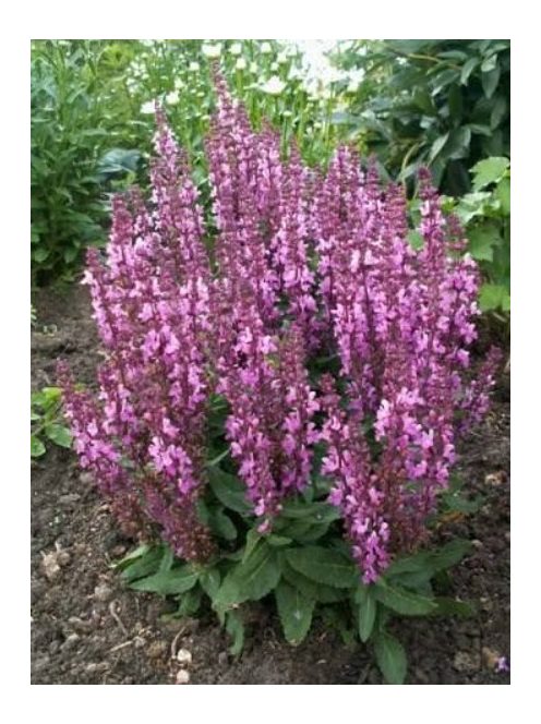 Ligeti zsálya / SALVIA nemorosa 'Merleau Blue'